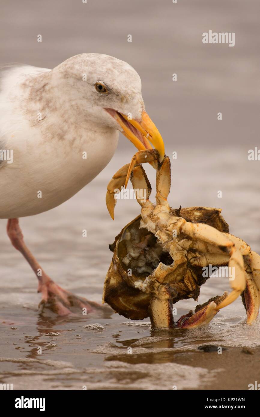 Gull with crab on beach, Siletz Bay Park, Lincoln City, Oregon Stock