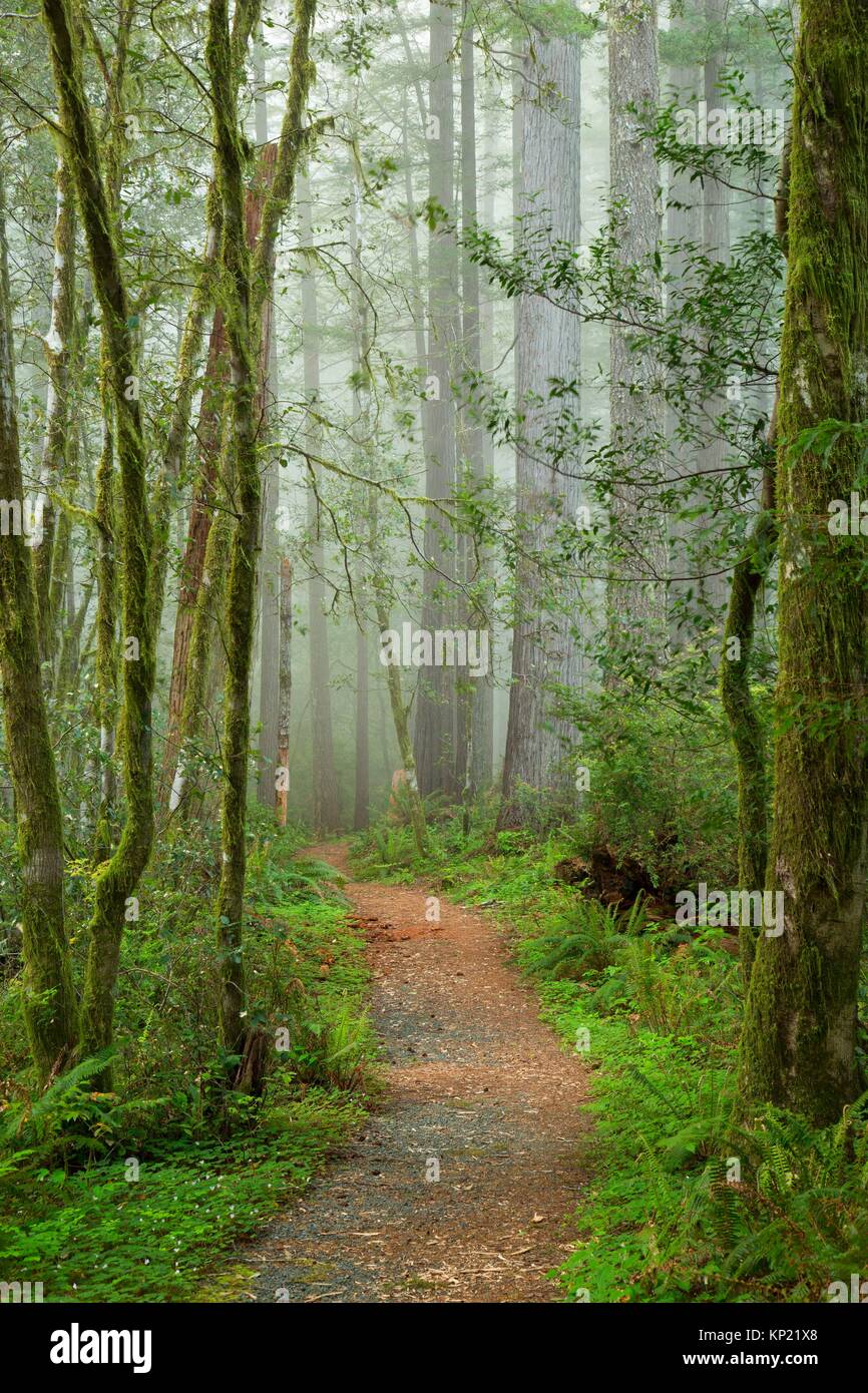 Oregon Redwoods Interpretive Trail, Siskiyou National Forest, Oregon. Stock Photo