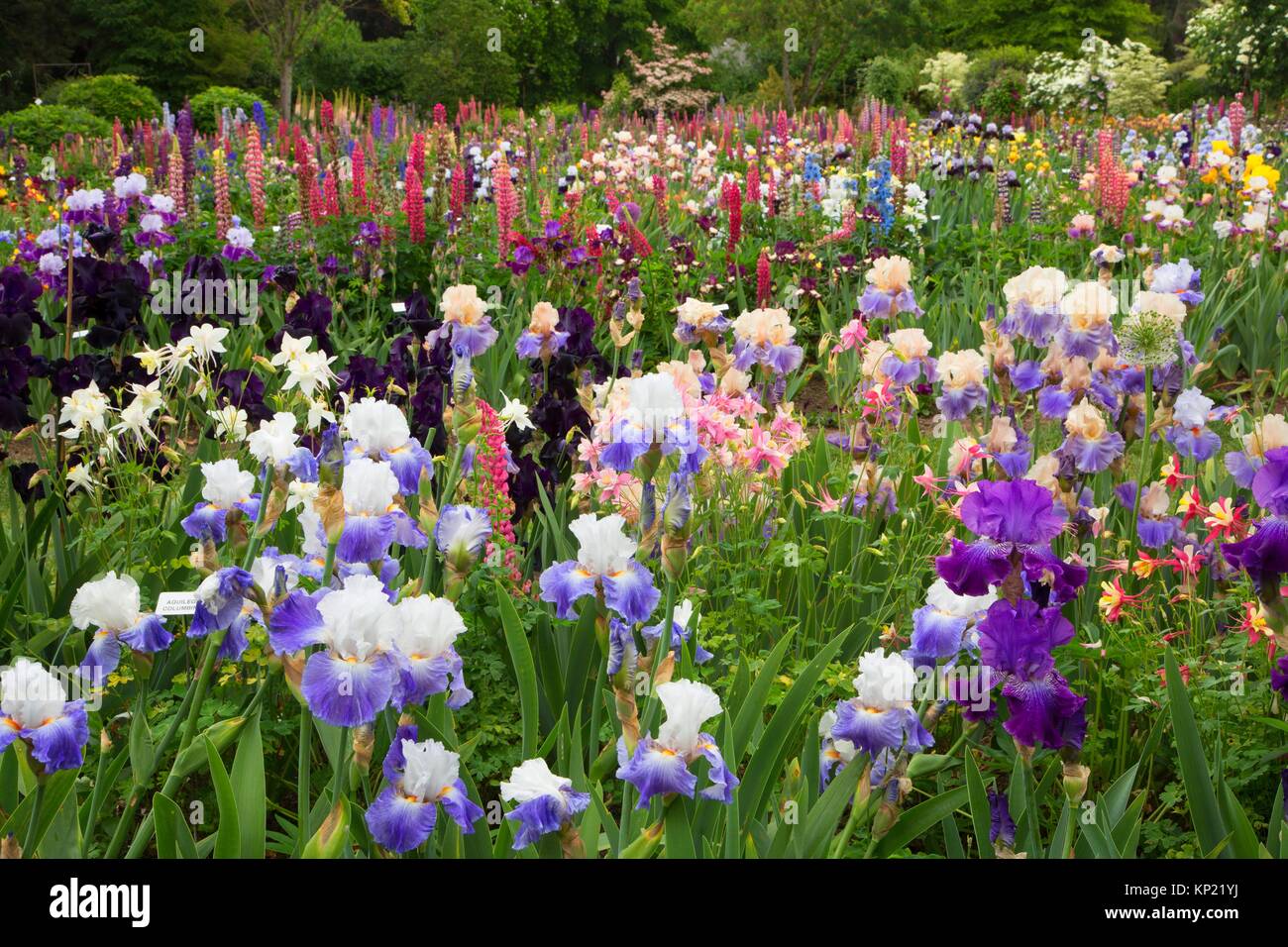 Display garden, Schreiners Iris Gardens, Keizer, Oregon Stock Photo Alamy