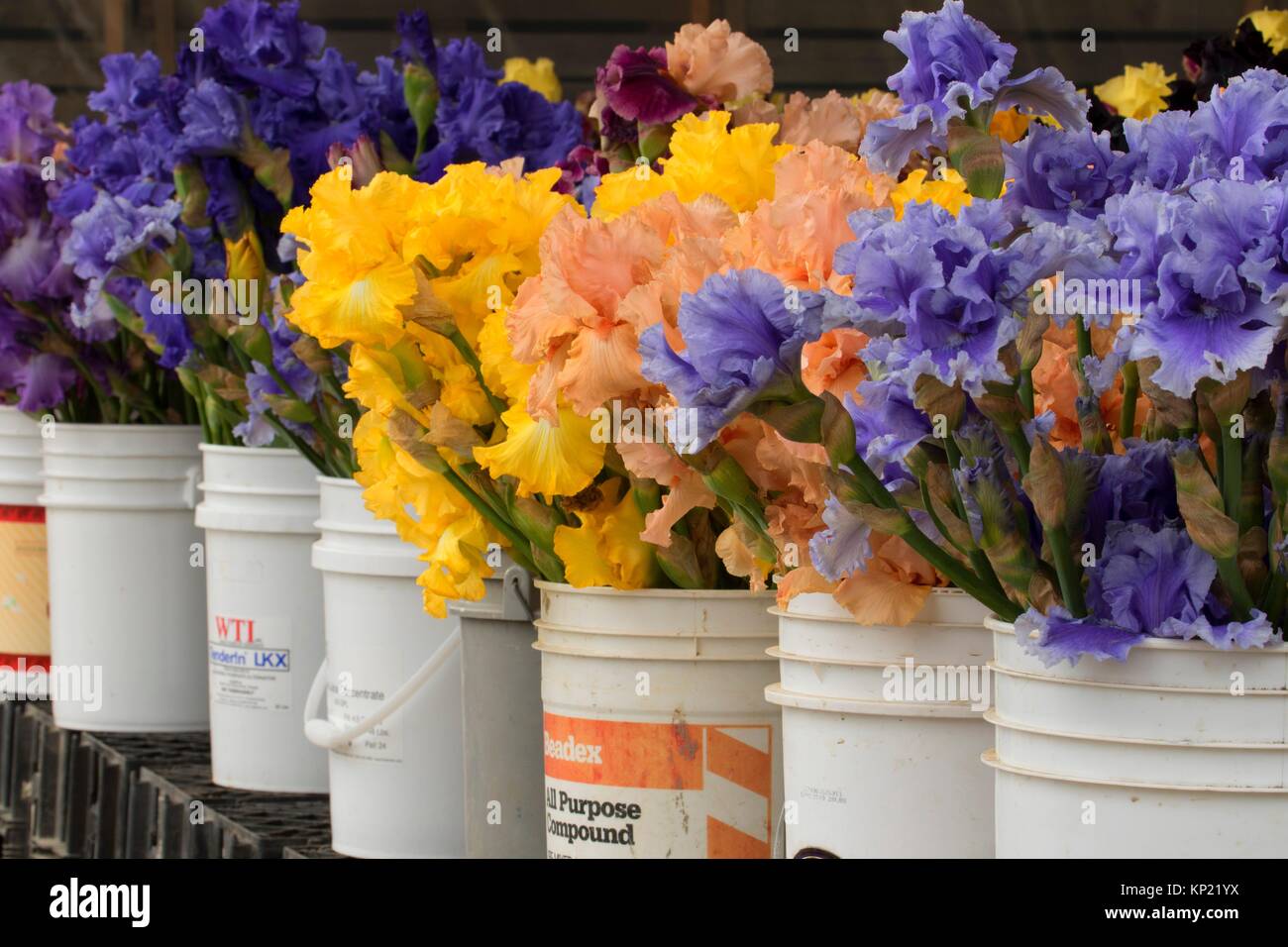 Cut flower bucket hires stock photography and images Alamy