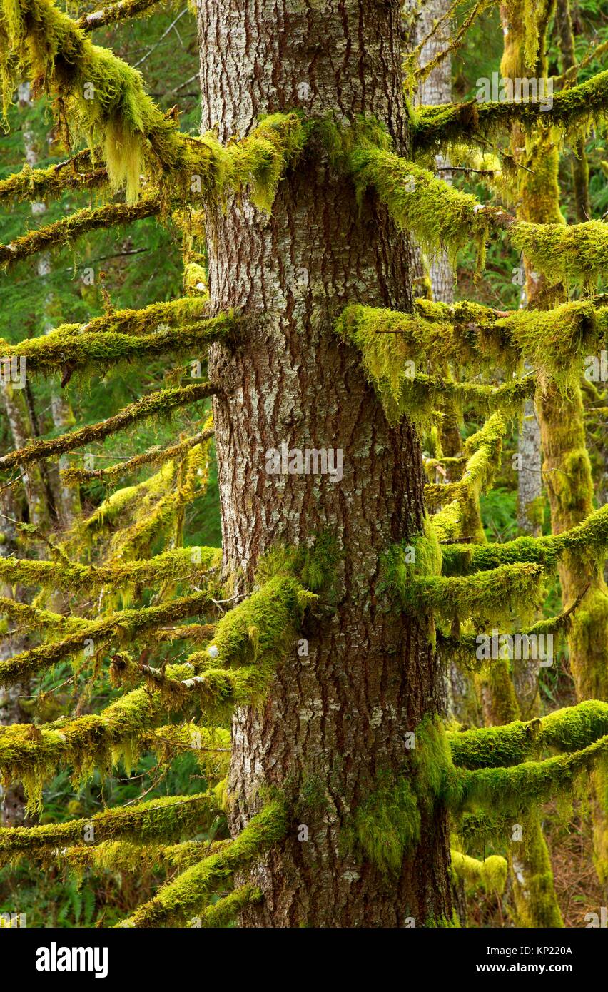 Douglas fir along Spruce Run Creek Trail, Clatsop State Forest, Oregon