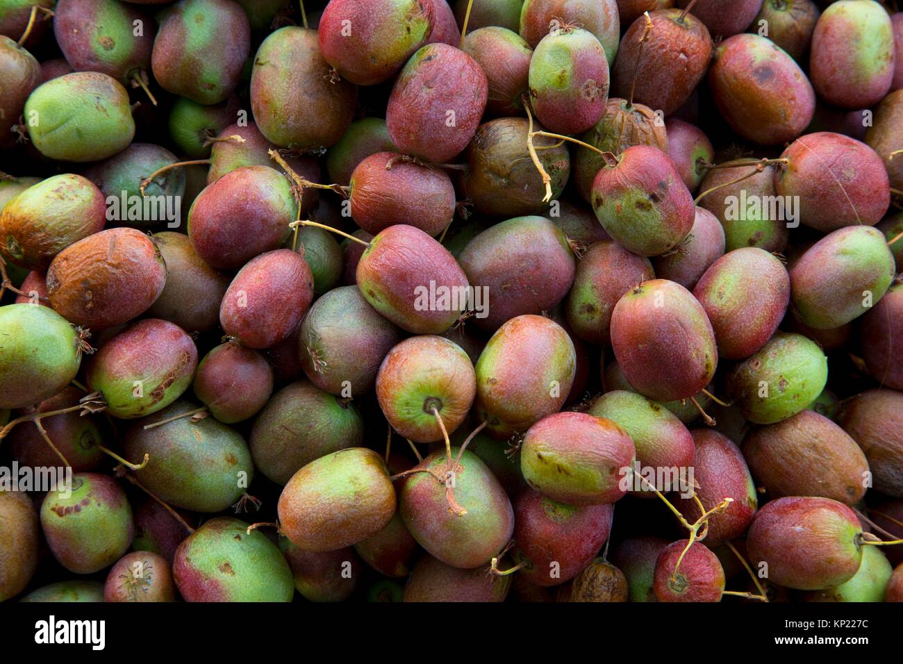 Kiwi farm hi-res stock photography and images - Alamy