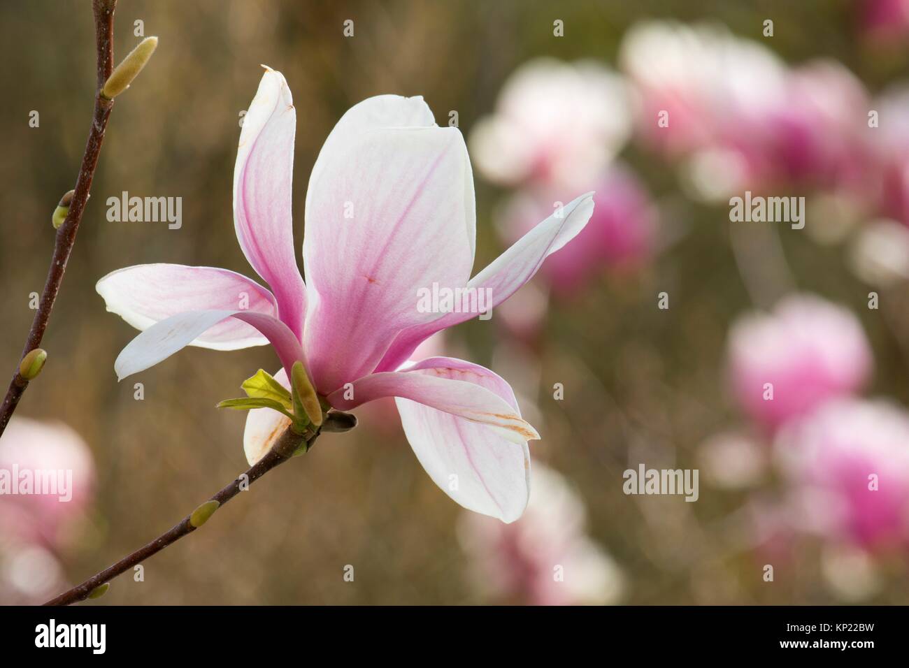 Tulip tree bloom, Bushs Pasture Park, Salem, Oregon Stock Photo Alamy