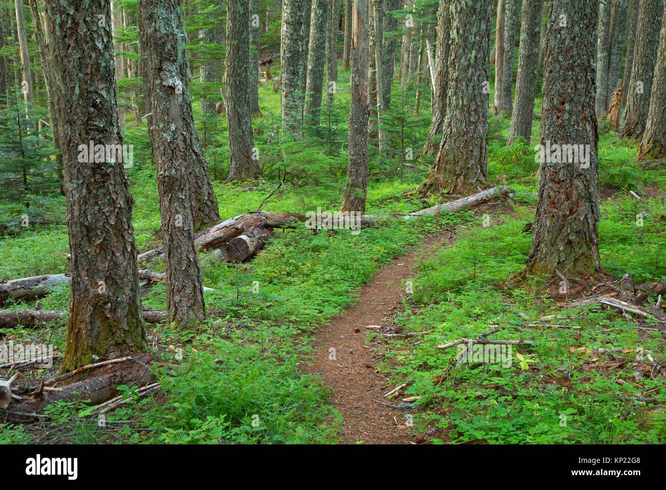 High Ridge Trail, Table Rock Wilderness, Salem District Bureau of Land Management, Oregon. Stock Photo