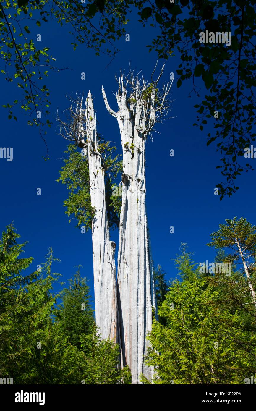Duncan Cedar (World's largest red cedar), Olympic Peninsula State Trust Lands Forests