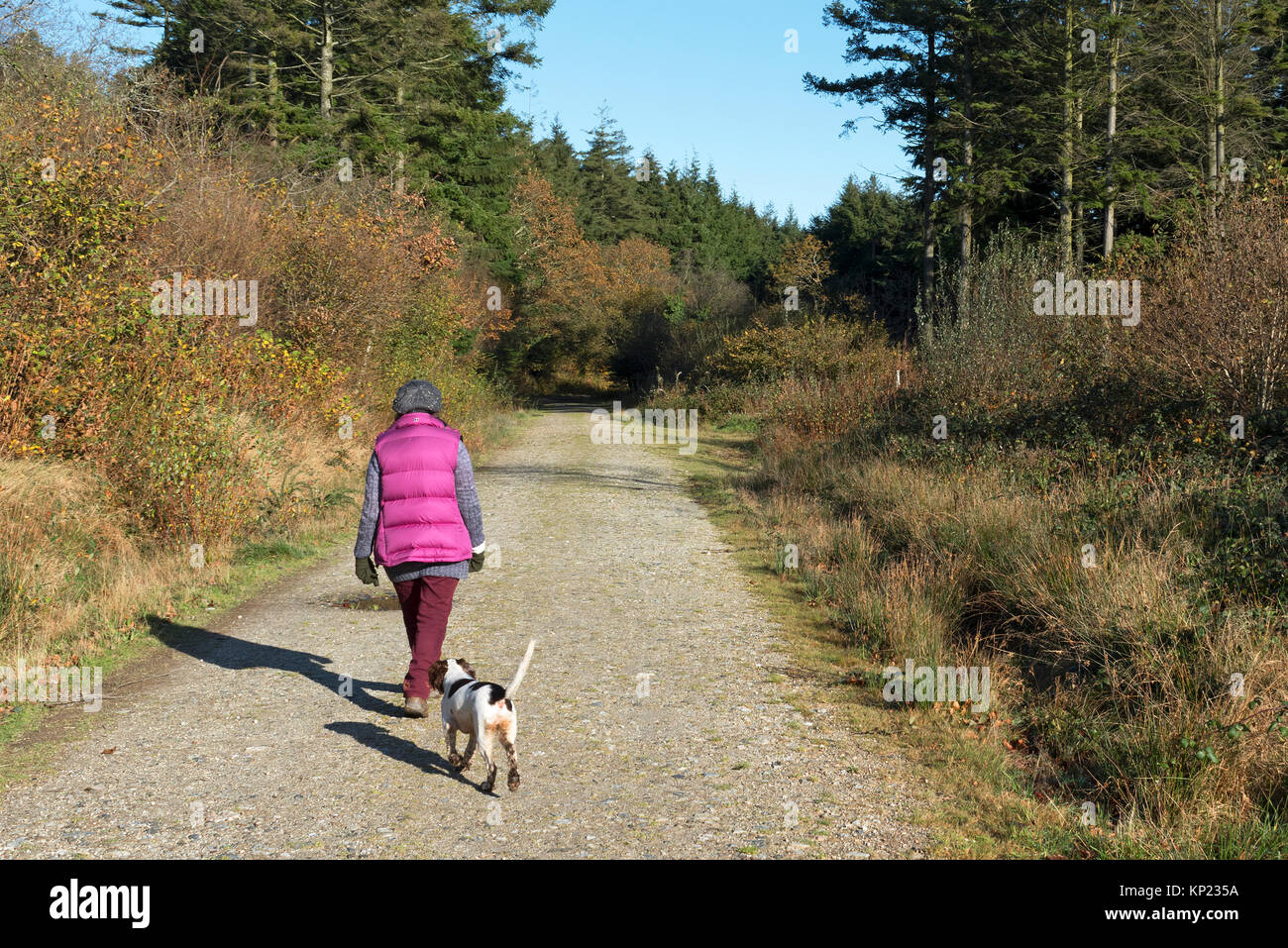 woman walking dog on footpath in idless woods, truro, cornwall, england, uk. Stock Photo