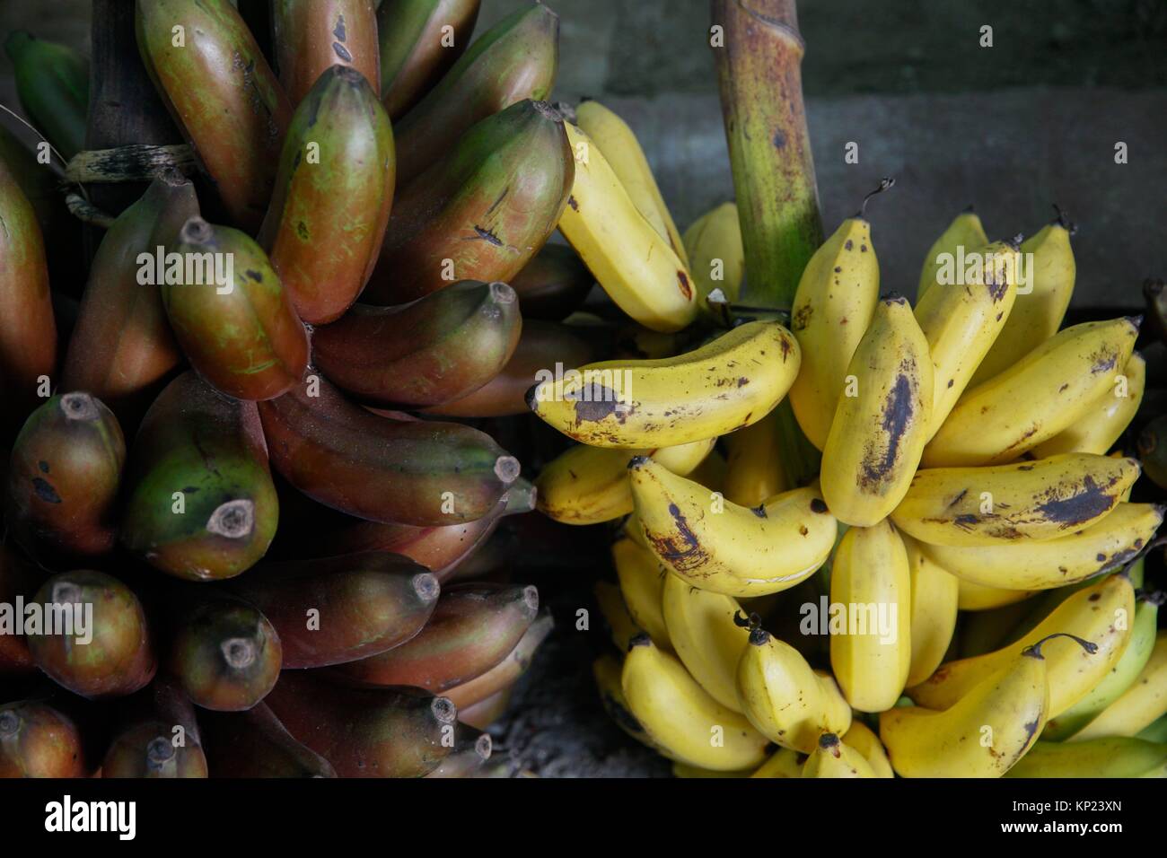 Verities fruits displayed in the National Fruit exhibition at Agricultural Institute in Dhaka, Bangladesh. Stock Photo