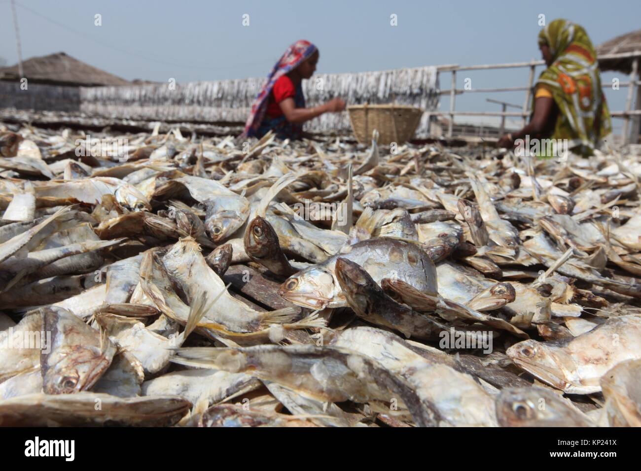Cox's Bazar, Bangladesh. Driedfish production has got a huge thrust as