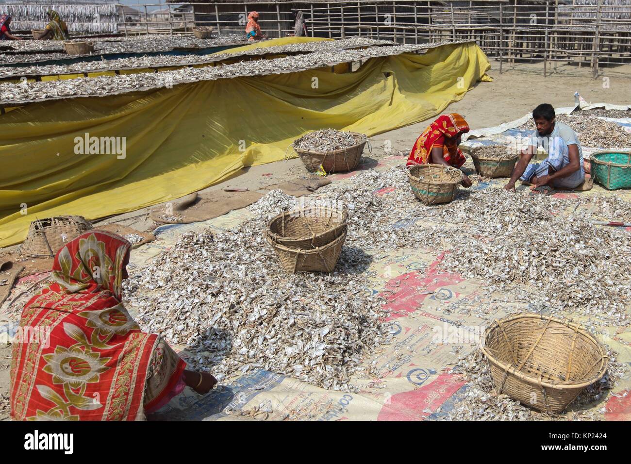 Cox's Bazar, Bangladesh. Driedfish production has got a huge thrust as