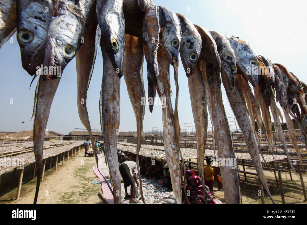 Cox's Bazar, Bangladesh. Driedfish production has got a huge thrust as