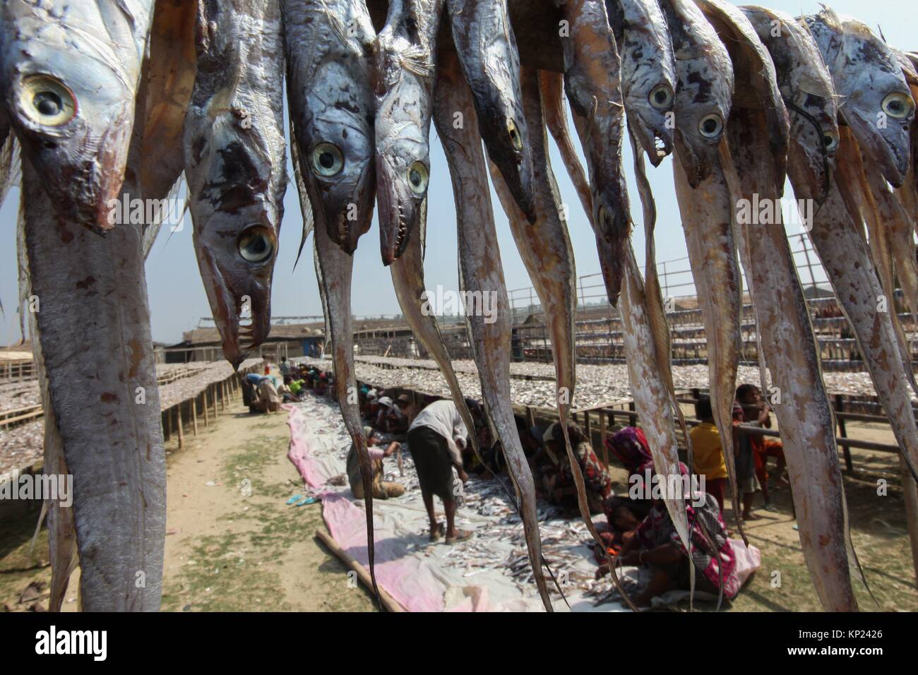 Cox's Bazar, Bangladesh. Dried-fish production has got a huge thrust as the winter is approaching in the region as well as the whole country. Stock Photo