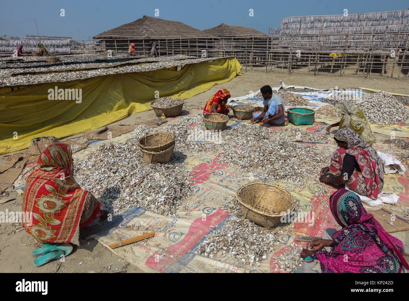 Cox's Bazar, Bangladesh. Driedfish production has got a huge thrust as