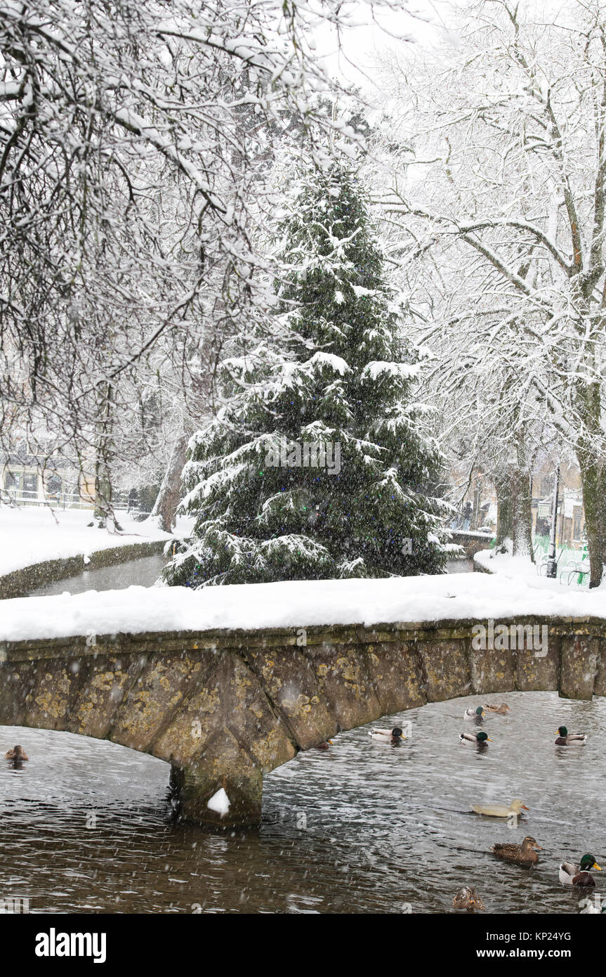 Falling snow covering the Christmas tree in Bourton on the Water, Cotswolds, Gloucestershire, England Stock Photo