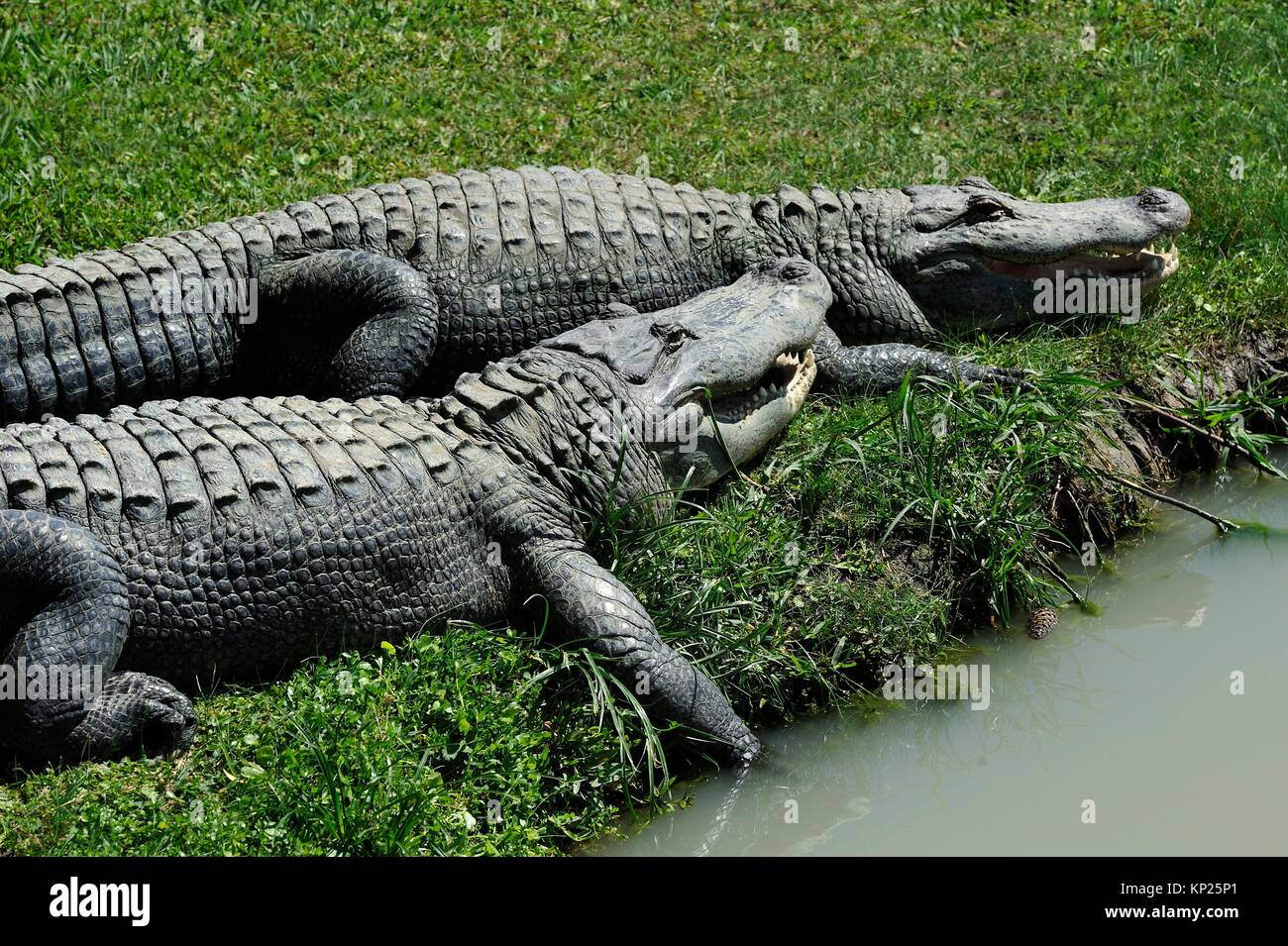Mississippiensis alligatoridae hi-res stock photography and images - Alamy