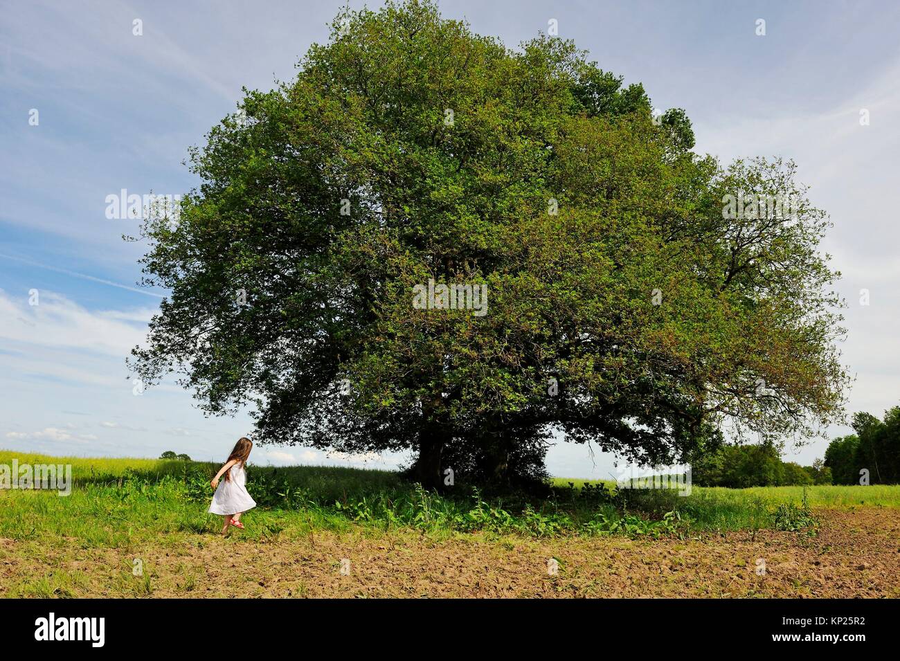 little girl dressed in white in front of a large oak tree, Centre-Val de Loire region, France, Europe. Stock Photo