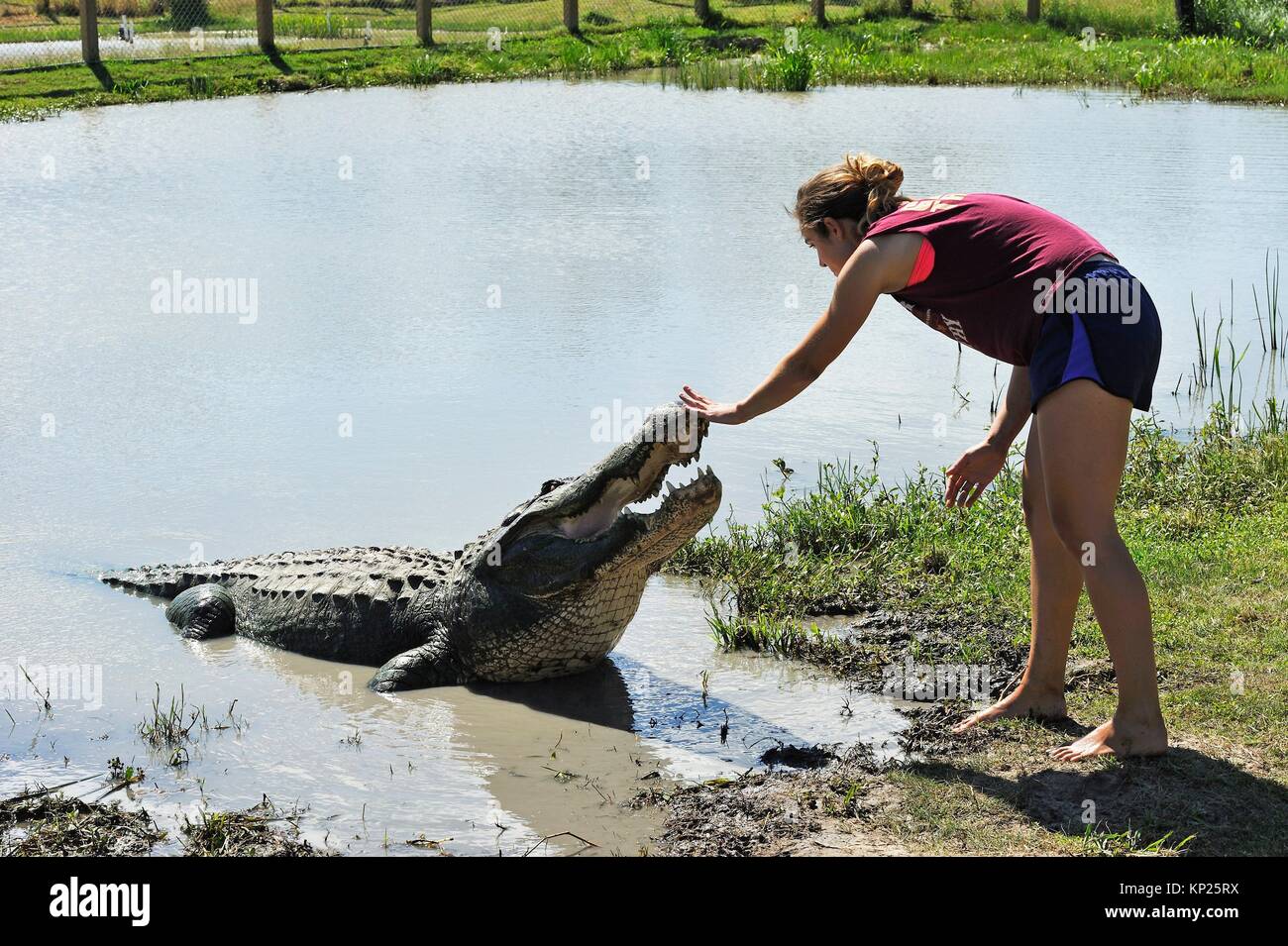 A ceramic alligator at Sawgrass Mills Mall. News Photo - Getty Images