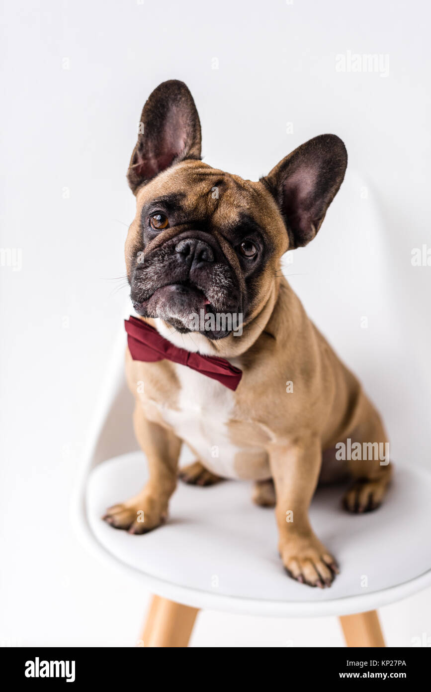 french bulldog with bow tie Stock Photo - Alamy