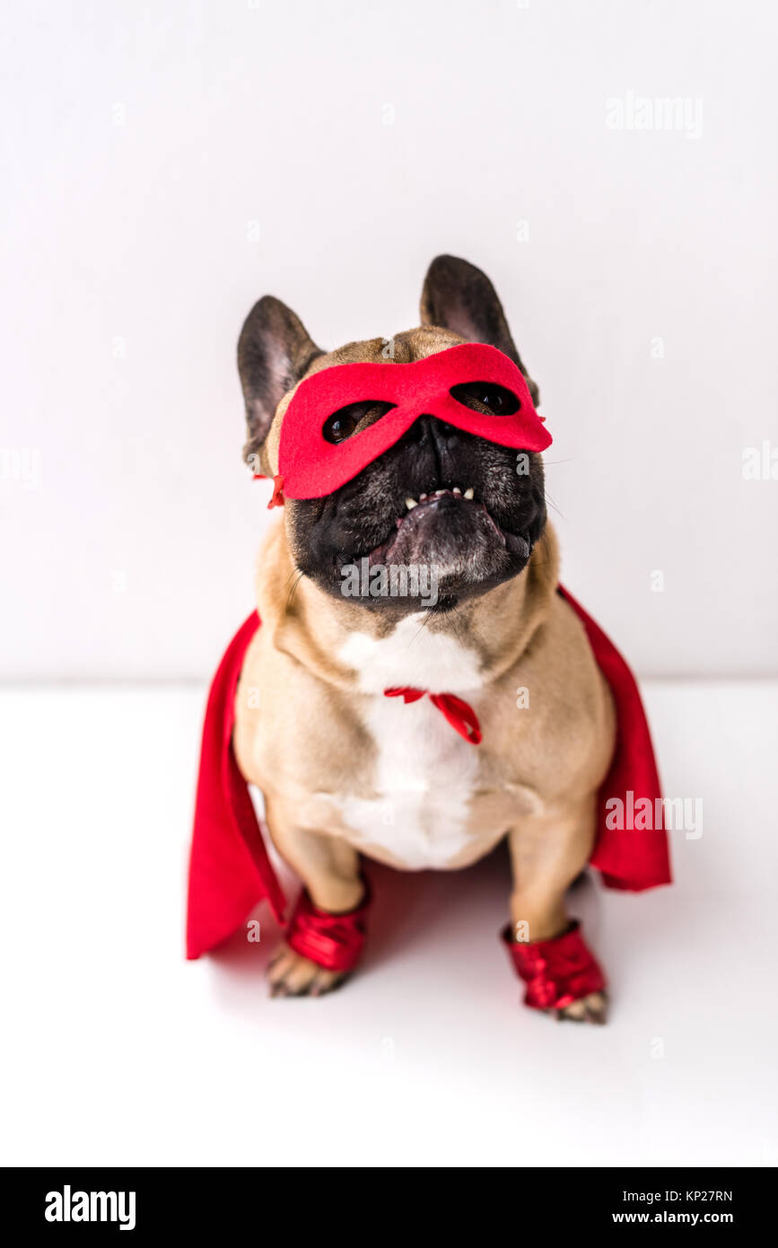 dog in superhero costume Stock Photo Alamy