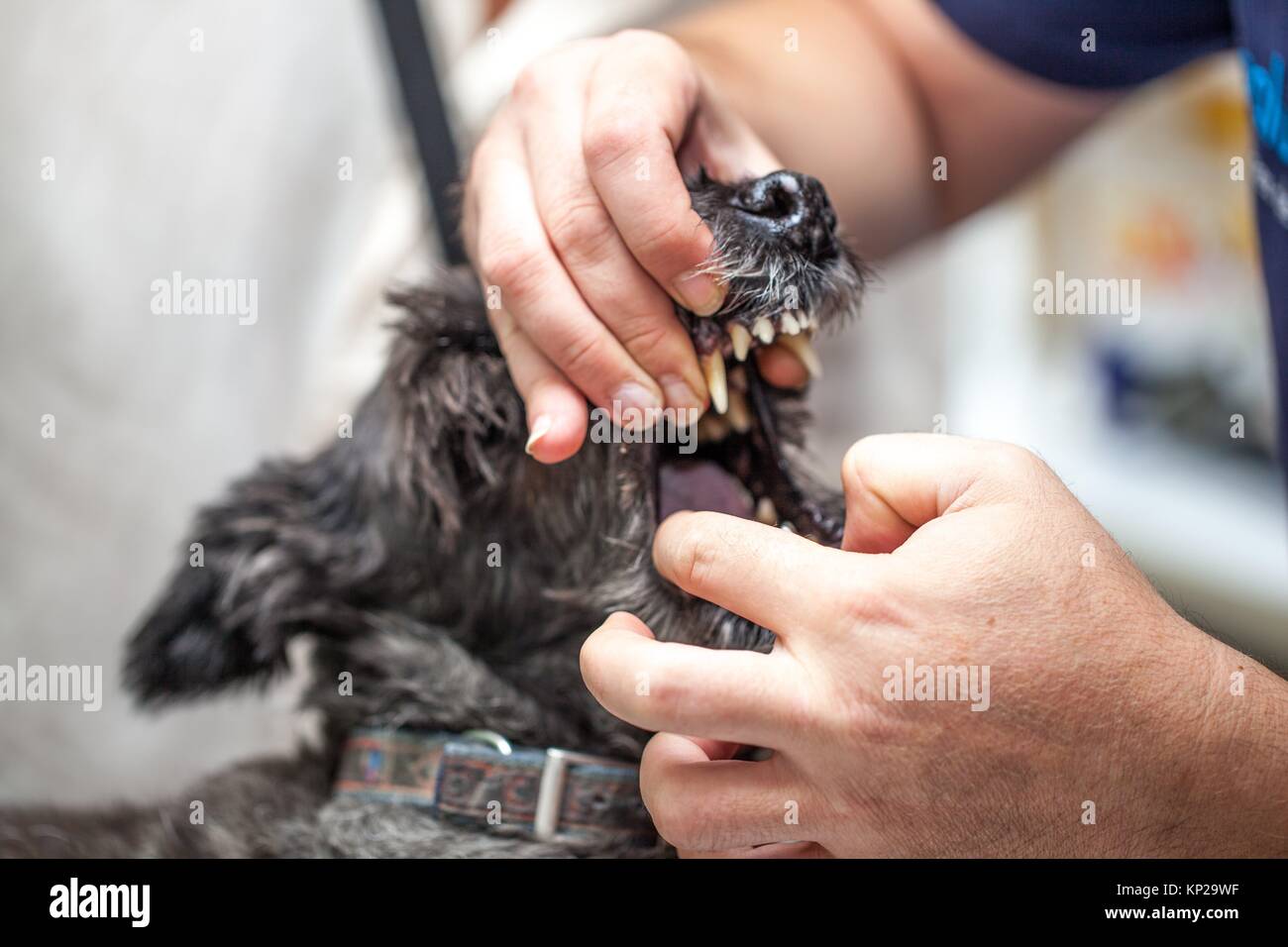 dog at the vet´s undergoing a medical check Stock Photo