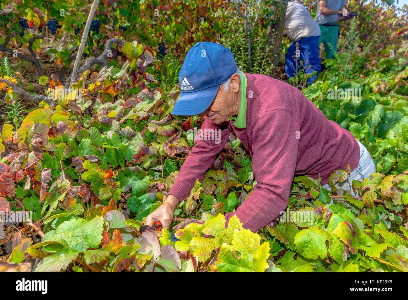 Landworkers picking grapes during the grape harvest season in Tenerife