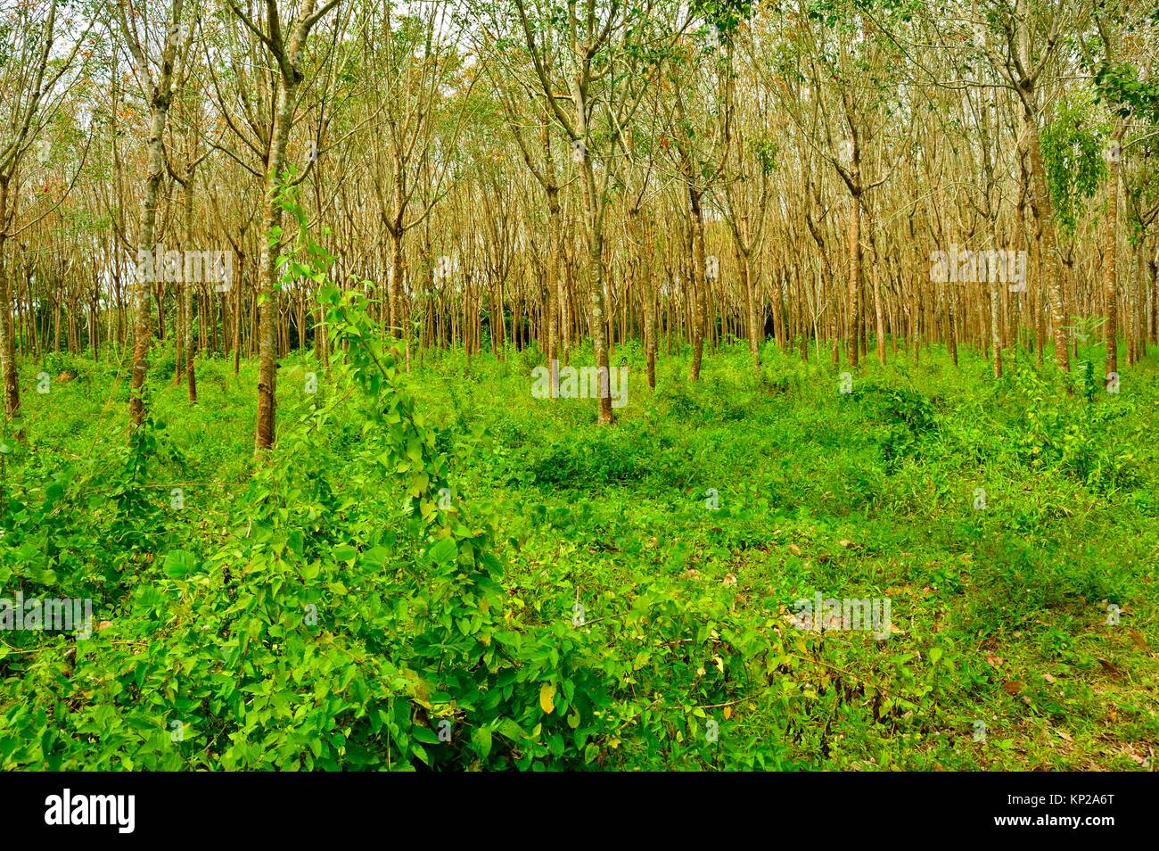 rubber plantation, Hevea brasiliensis, Satun Province, Thailand. Stock Photo