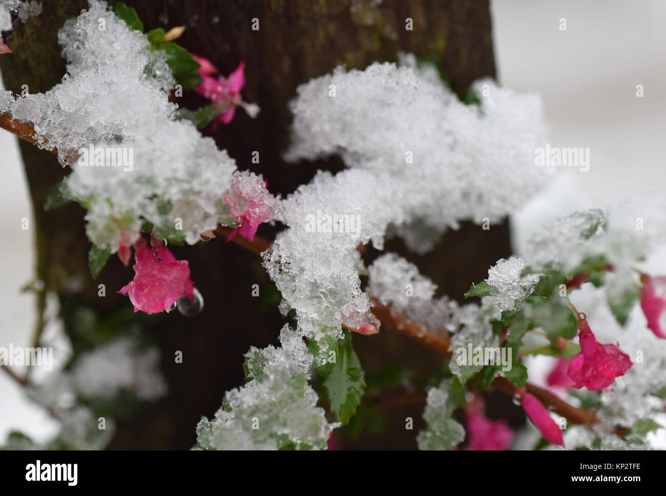 snow on fuchsia bacillaris Stock Photo