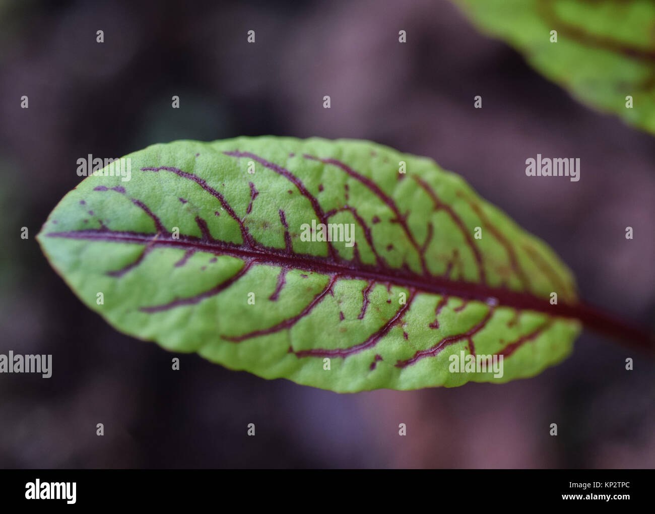 Red-veined sorrel leaf Stock Photo