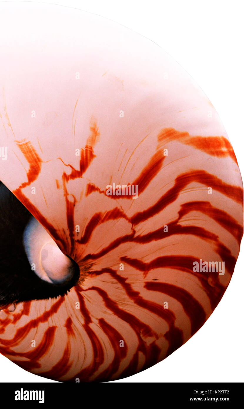Striped shell of  cephalopod mollusk on white background.Nautilus skin background. Stock Photo