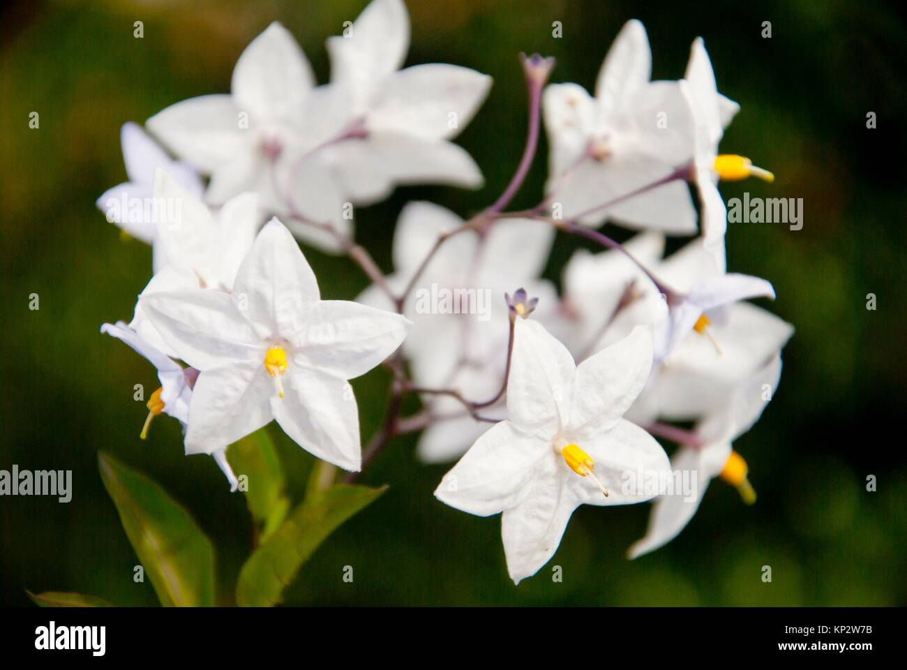 White flowers group. Botanical garden in Zurich. Switzerland Stock