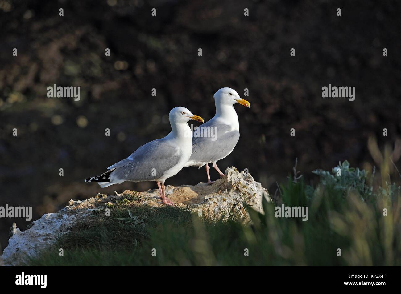 couple of Great black-backed gull in the cliffs of Etretat, Seine Maritime department, Normandie region, France, Europe. Stock Photo