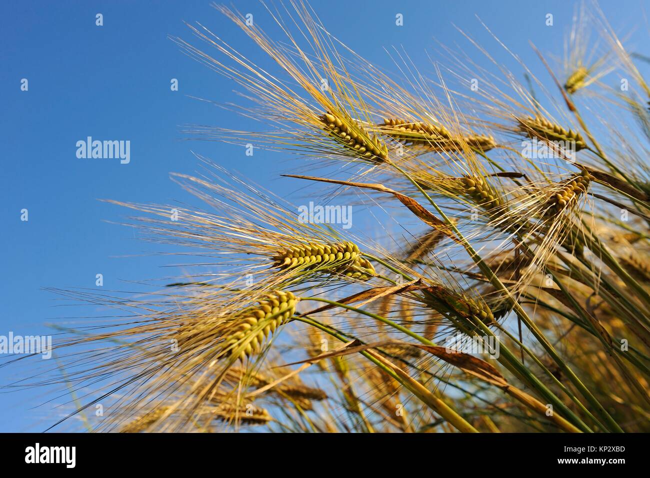 barley, cereal, Centre-Val de Loire region, France, Europe. Stock Photo