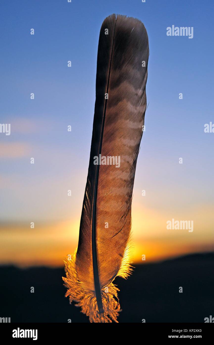 Feather of buzzard hires stock photography and images Alamy