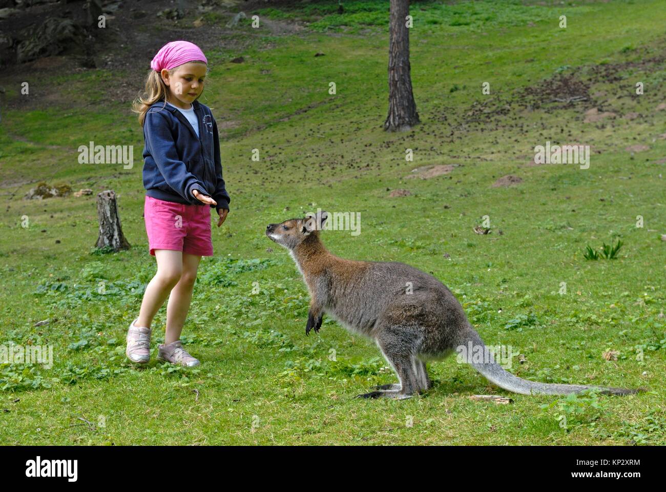 7 years old little girl with a Red-necked wallaby (Macropus rufogriseus) in the Park of the Chateau de Sauvage, Emance, Yvelines department, Stock Photo