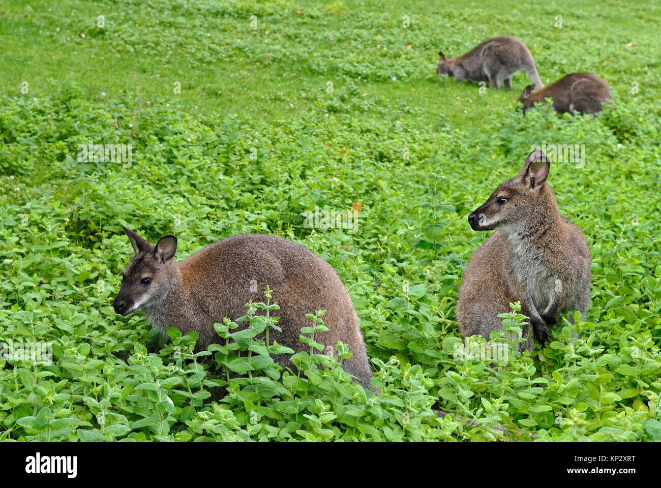 Red-necked wallaby (Macropus rufogriseus) in the Park of the Chateau de Sauvage, Emance, Yvelines department, Ile-de-France region, France, Europe. Stock Photo