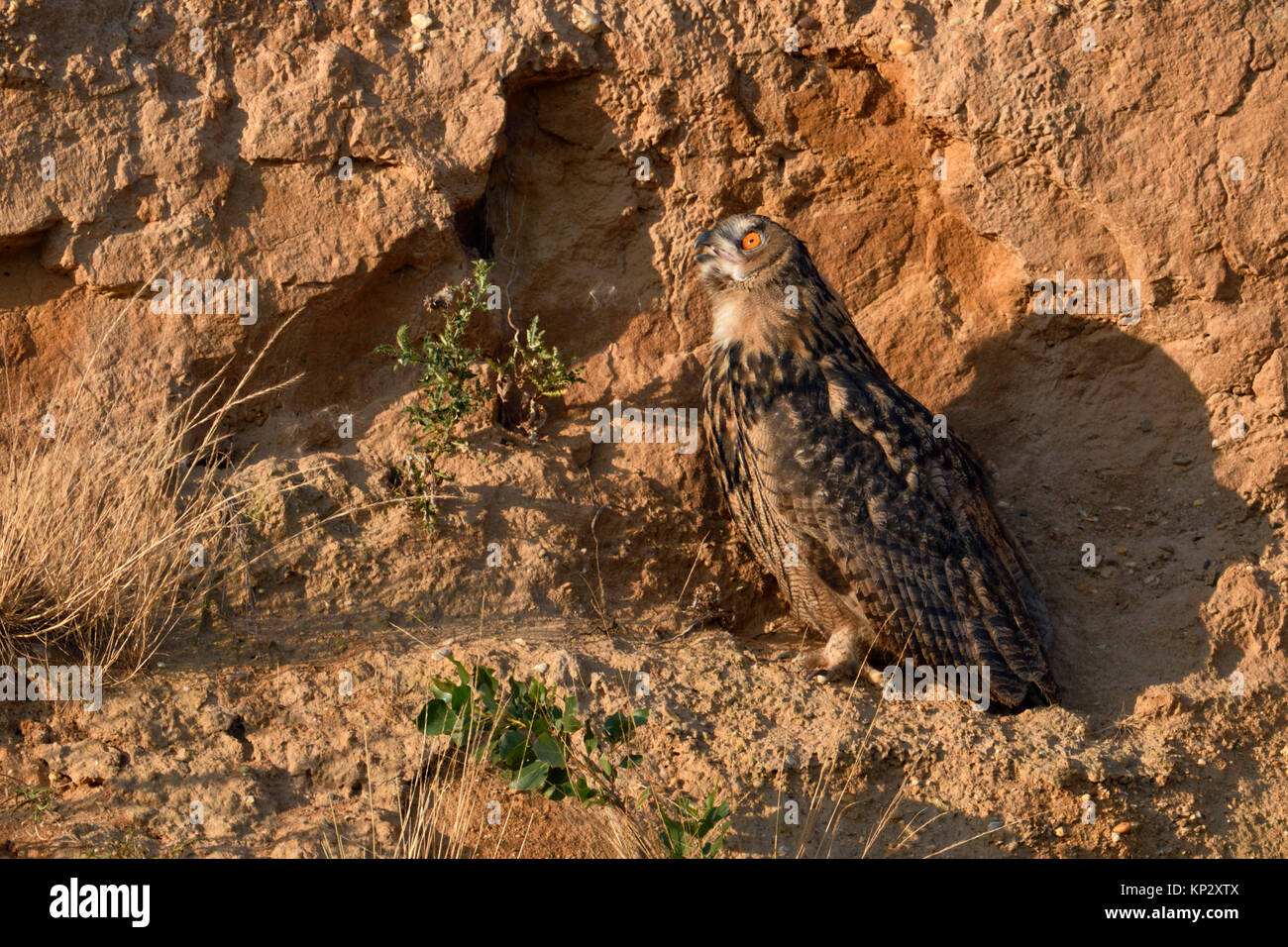 Eurasian Eagle Owl /  Uhu ( Bubo bubo ) at sunset, golden light, perched in the slope of a gravel pit, calling to the sun, wildlife, Europe. Stock Photo