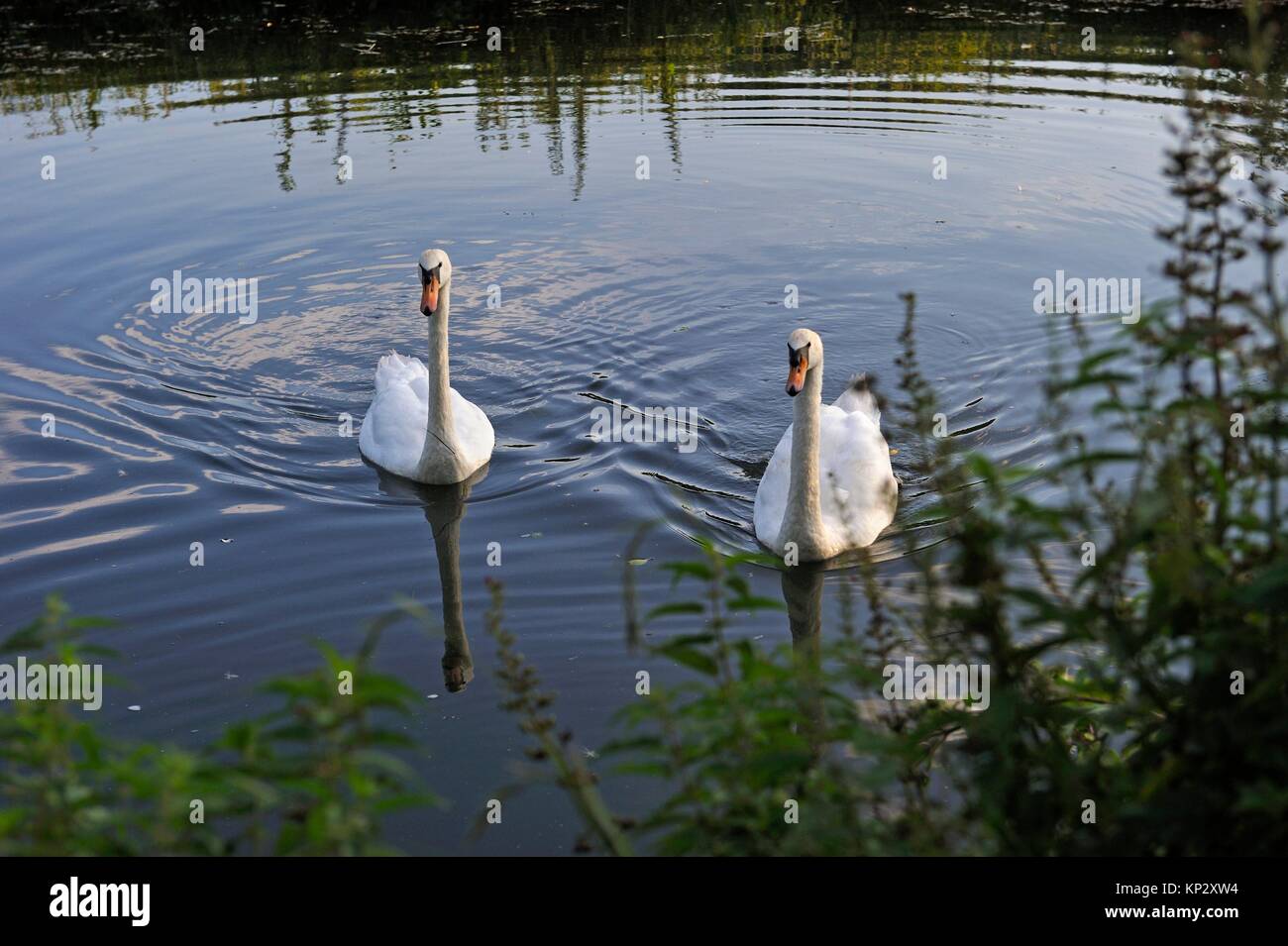 swans on Eure River, Eure-et-Loir department, Centre-Val de Loire region, France, Europe. Stock Photo