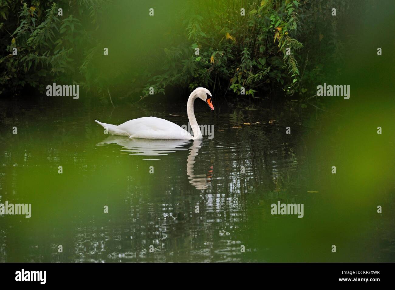 swan on Eure River, Eure-et-Loir department, Centre-Val de Loire region, France, Europe. Stock Photo