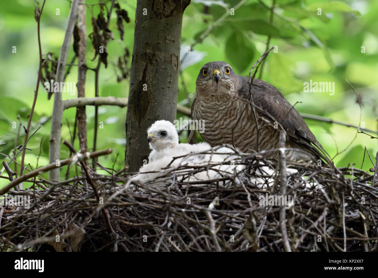 Sparrowhawk  ( Accipiter nisus ), adult female perched on the edge of its nest, caring for its chicks, watching around, attentively, wildlife, Europe. Stock Photo