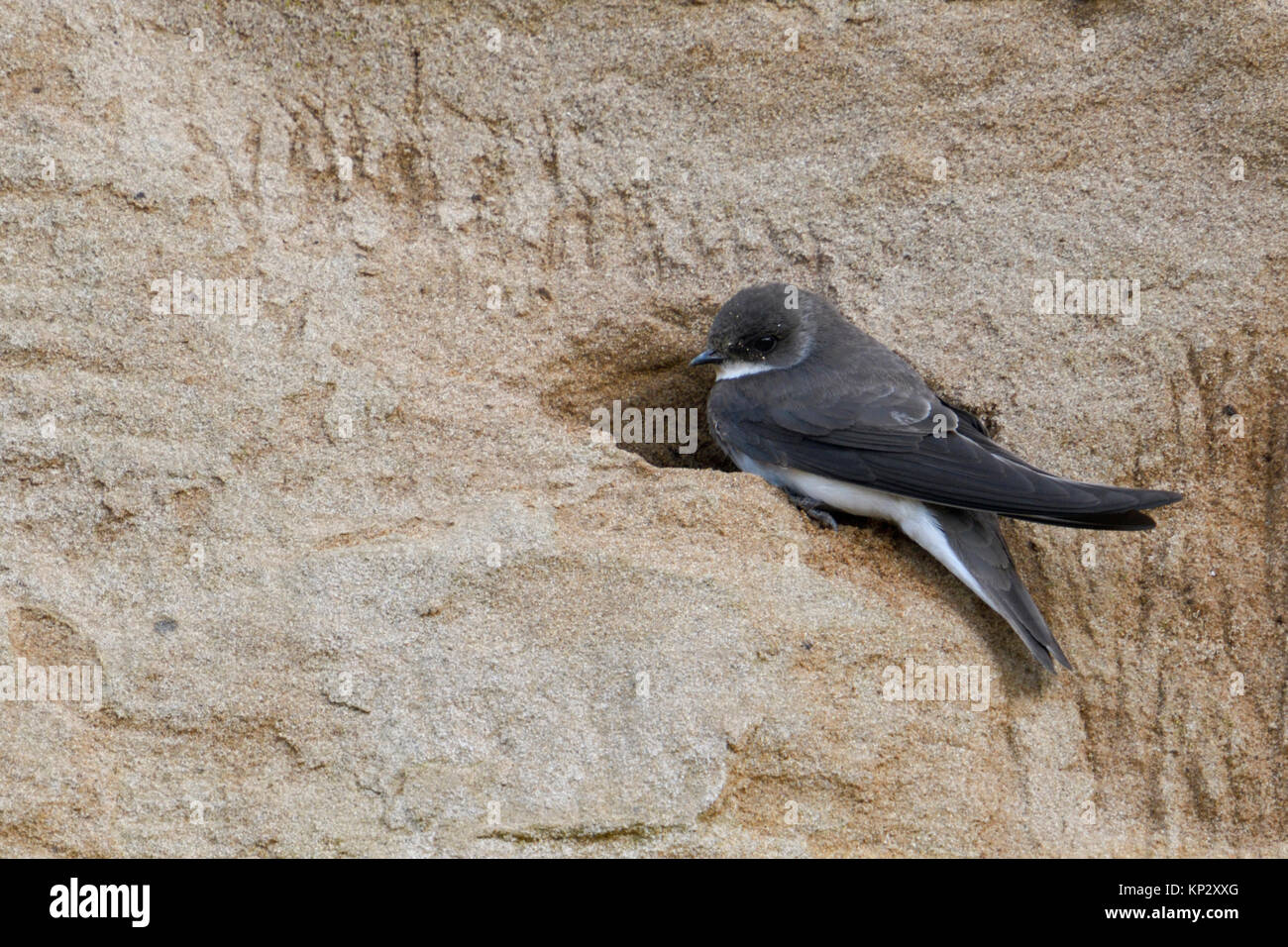 Sand Martin / Bank Swallow / Uferschwalbe ( Riparia riparia) sitting in front of its nest hole, breeding site at a river bank, wildlife, Europe. Stock Photo