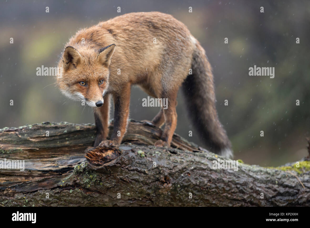 Cunning animal hi-res stock photography and images - Alamy