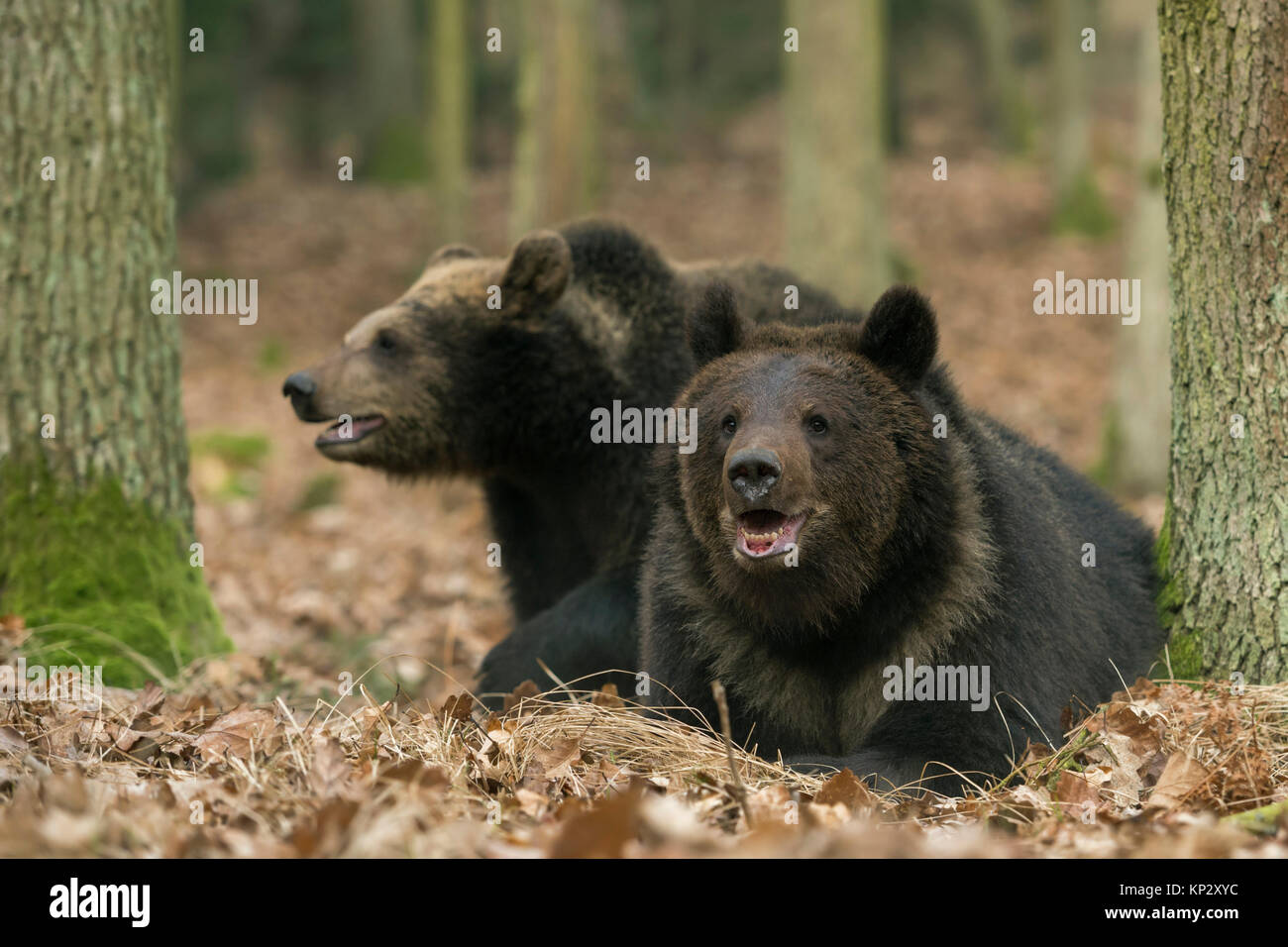 Brown Bears / Braunbaeren ( Ursus arctos ), two siblings, young, adolescent, lying, playing together in an autumnal broadleaf forest, Europe. Stock Photo