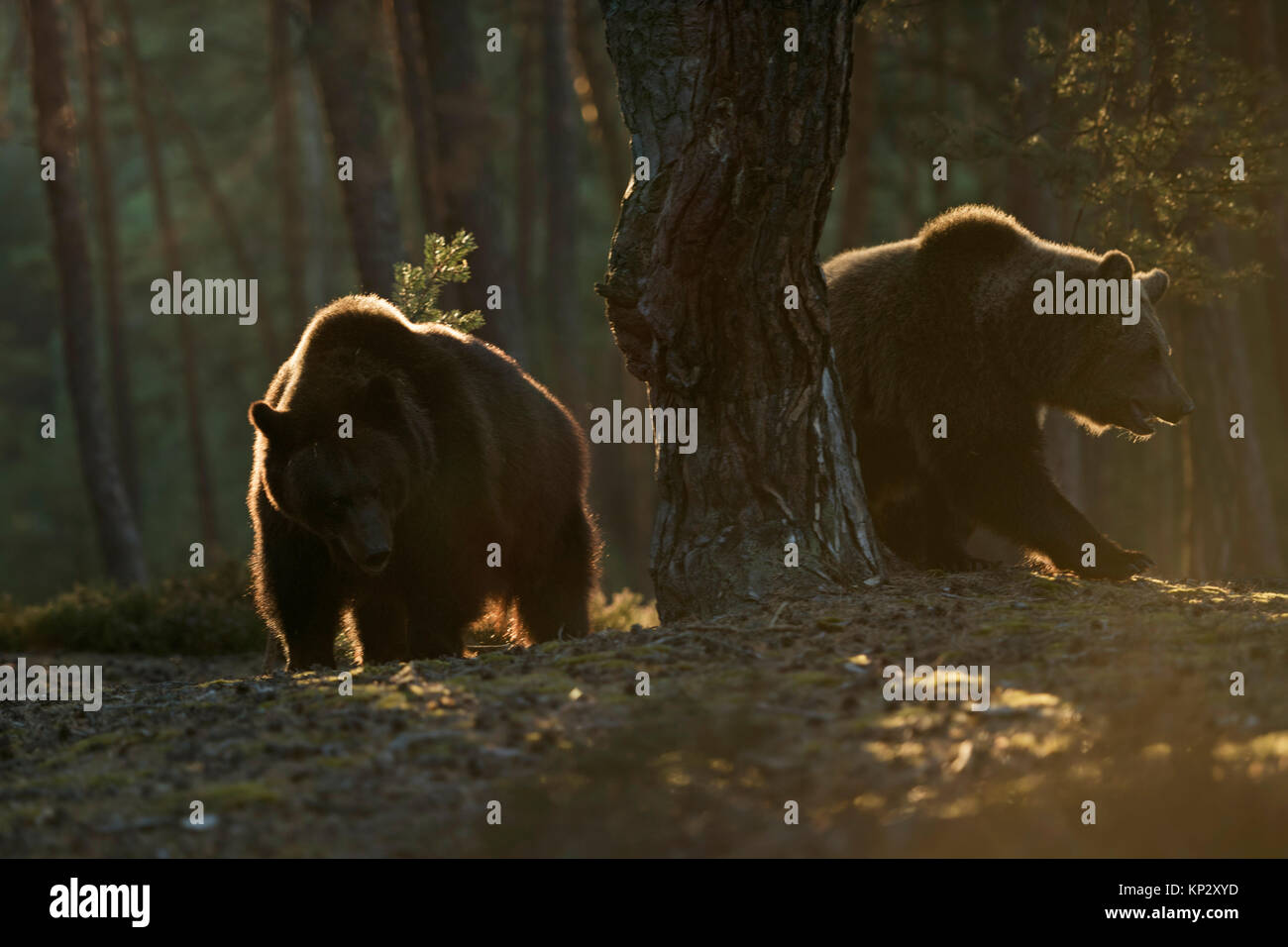 Brown Bear / Bears ( Ursus arctos ), young adolescents, in a boreal pine forest, at sunrise, first warm morning light, soft backlight, Europe. Stock Photo