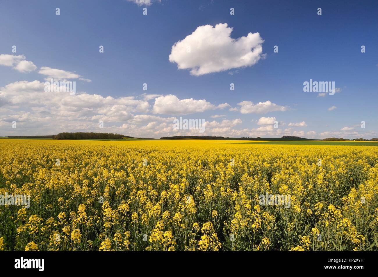rapeseed field, Eure-et-Loir department, Centre-Val de Loire region, France, Europe. Stock Photo