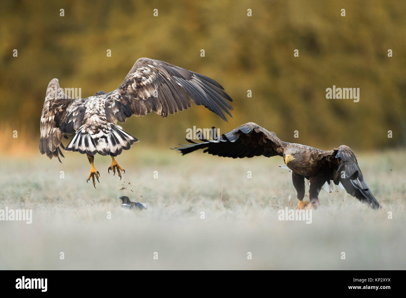 White-tailed Eagles / Sea Eagles ( Haliaeetus albicilla ) adult and young, quarreling about food, showing typical territorial behaviour, Europe. Stock Photo