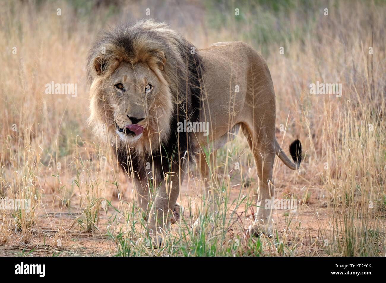 Full-grown male African lion (Panthera leo) standing in the grass, Africat Centre, Namibia Stock Photo