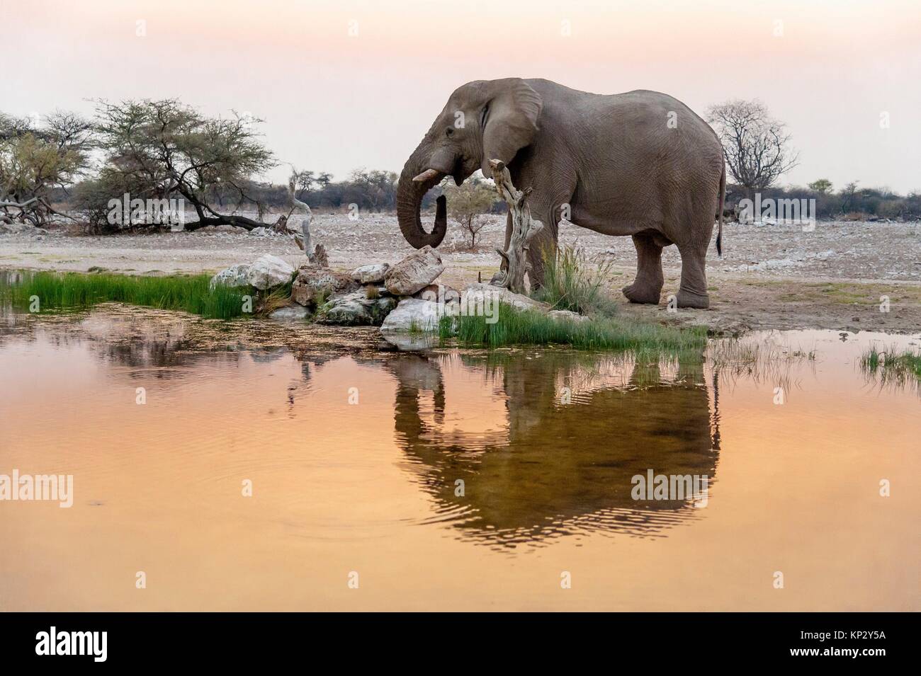 Sunset elephant hi-res stock photography and images - Alamy