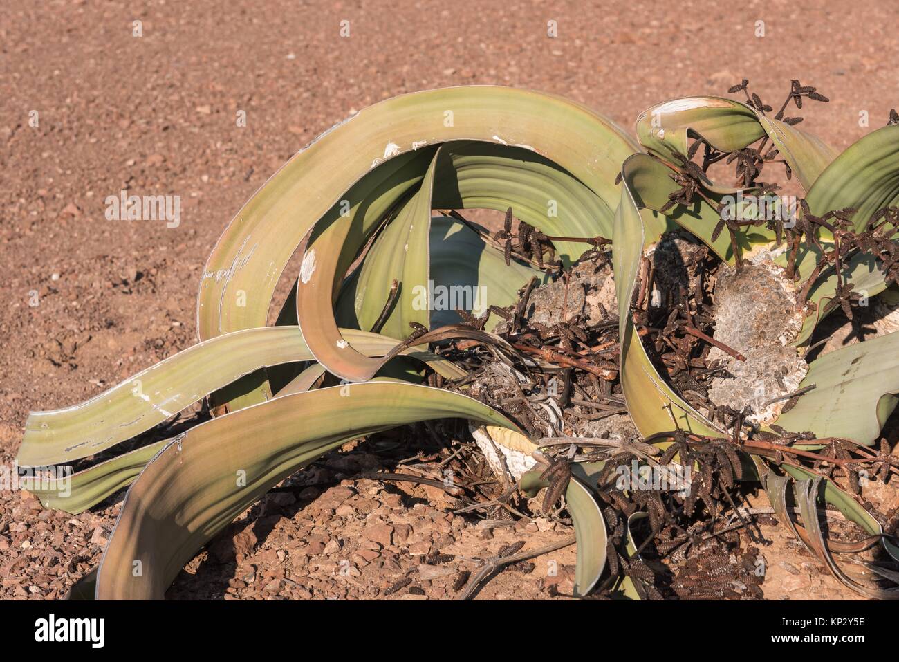 Welwitschia mirabilis. The Namib Desert. Namibia. Stock Photo