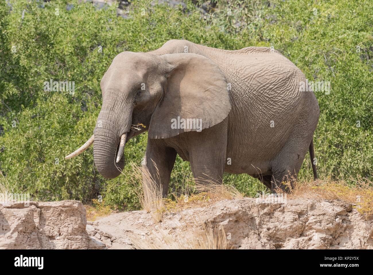 African desert elephant hires stock photography and images Alamy