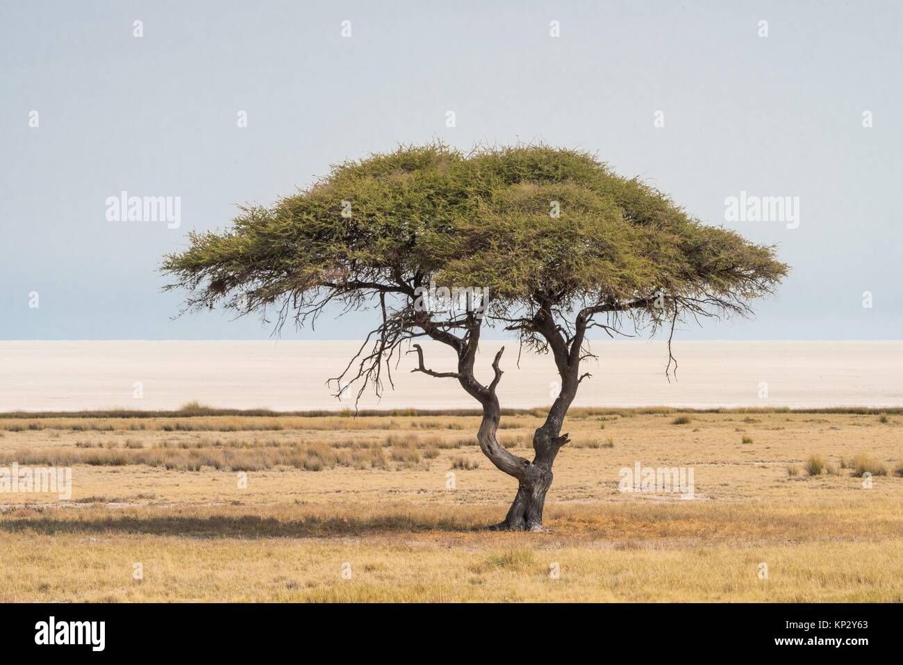 Acacia singular (Salvadora persica). Etosha National Park. Namibia. Africa Stock Photo