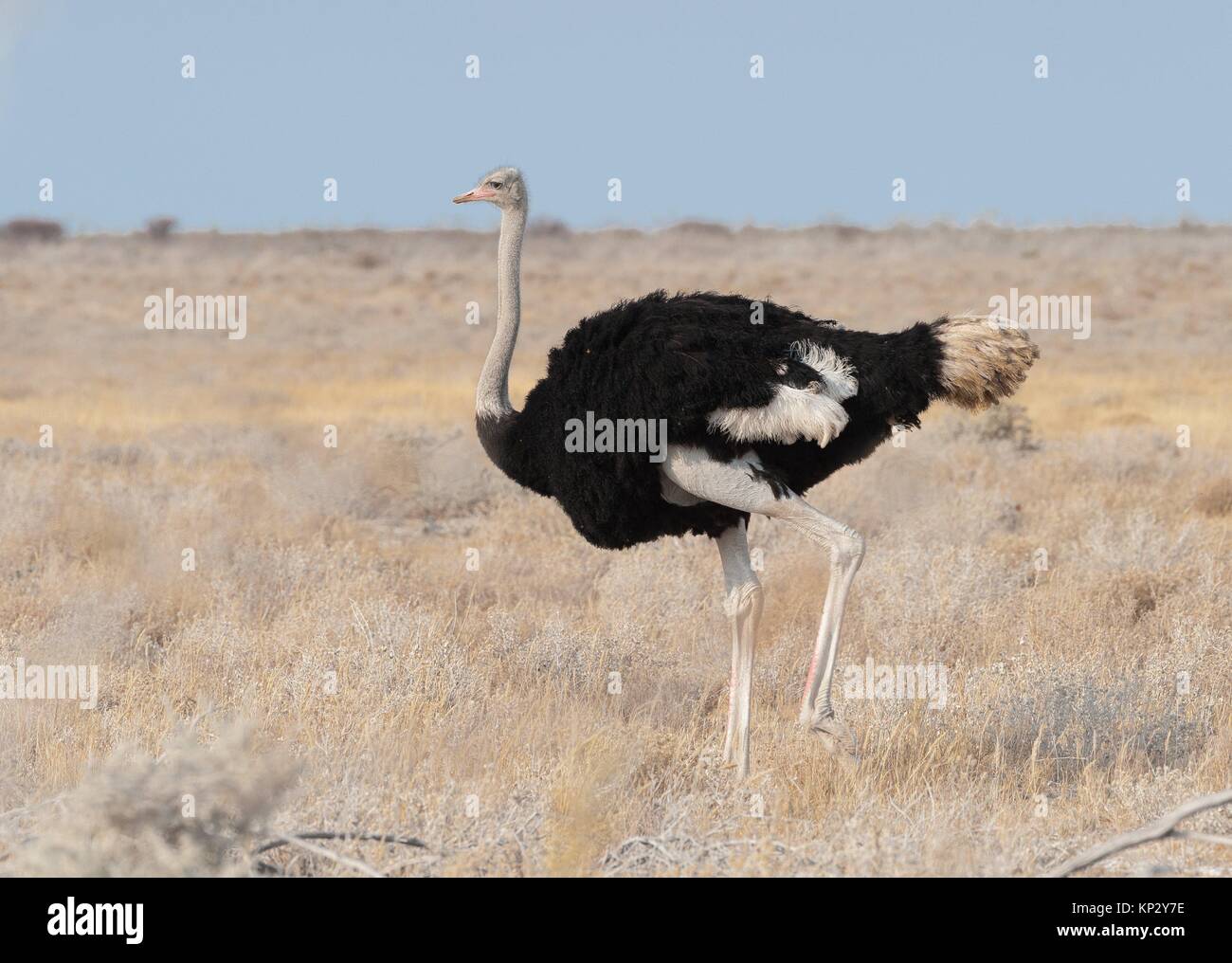 Ostrich (Struthio camelus). Etosha National Park. Namibia. Africa Stock Photo
